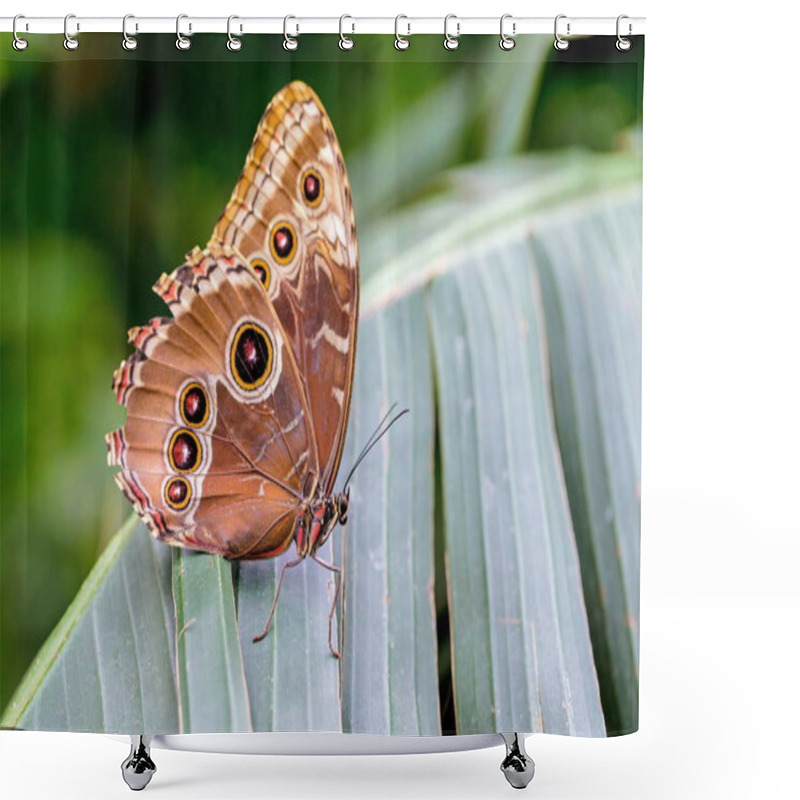 Personality  Blue Morpho Butterfly Resting. Here You Can See The Outer Wing Pattern Of Round Rings Or Eyes That Sometimes Confuses It With The Owl Butterfly. Shower Curtains