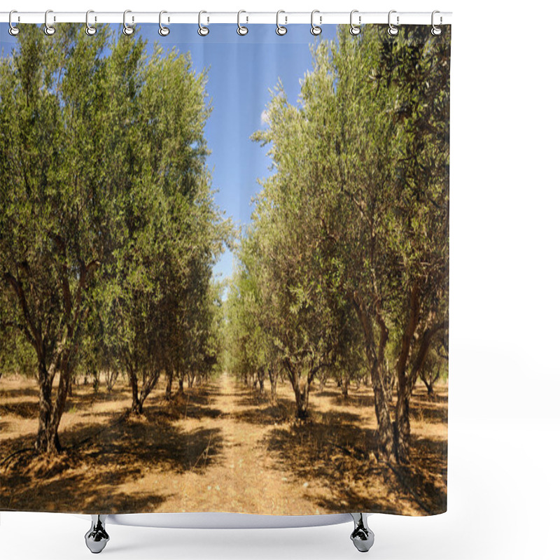 Personality  Olive Tree Orchard Near Petrokefali In Crete Shower Curtains