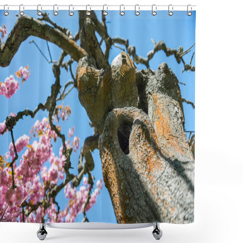 Personality  Low Angle View Of Sakura Tree With Pink Flowers On Branches Against Cloudless Blue Sky Shower Curtains