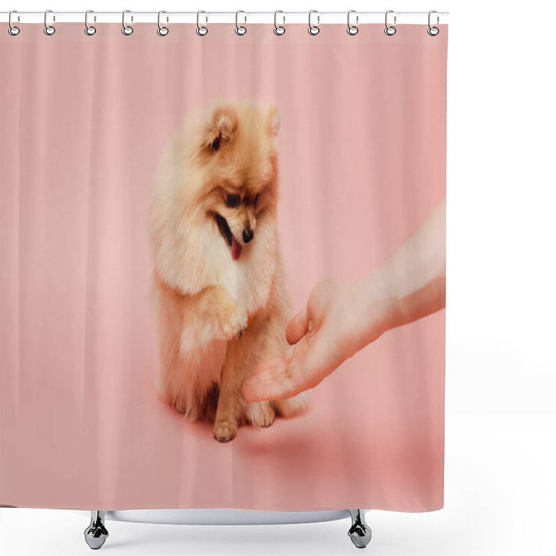 Personality  Cropped View Of Pomeranian Spitz Dog Giving Paw To Woman On Pink Shower Curtains