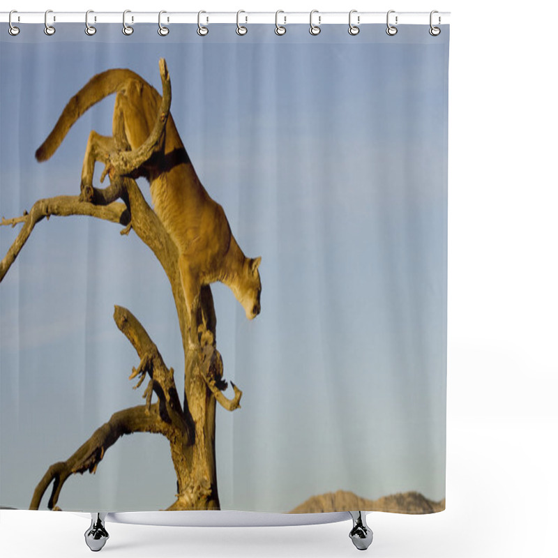 Personality  Mountain Lion Prepares To Jump From A Tree Shower Curtains