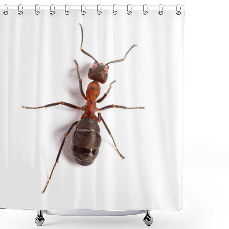 Personality  Red Wood Ant - Formica Rufa Or Southern Wood Ant, Isolated On White Shower Curtains