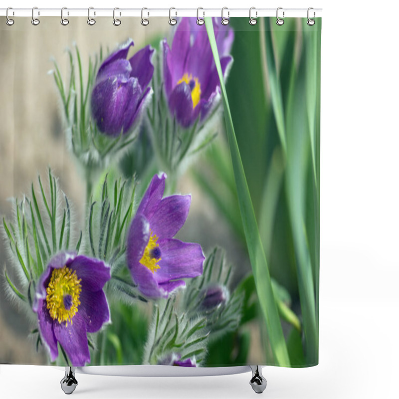 Personality  Pulsatilla Vulgaris Shower Curtains