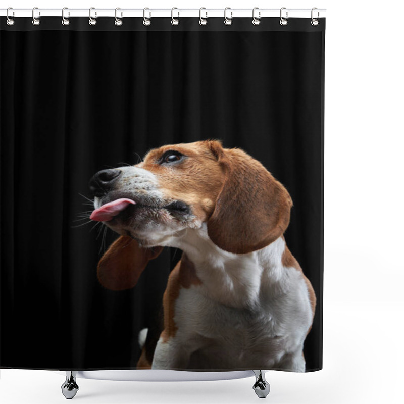 Personality  The Dog Stuck Out Its Tongue. Beagle On Black Background Shower Curtains