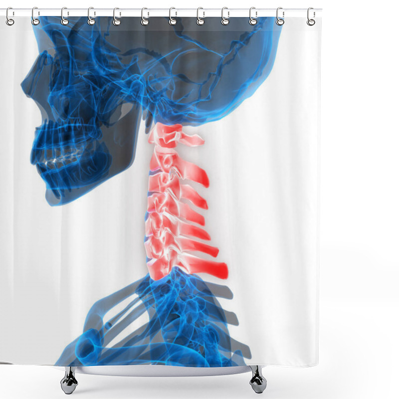 Personality  Human Skeleton System Vertebral Column Cervical Vertebrae Anatomy. 3D - Illustration Shower Curtains