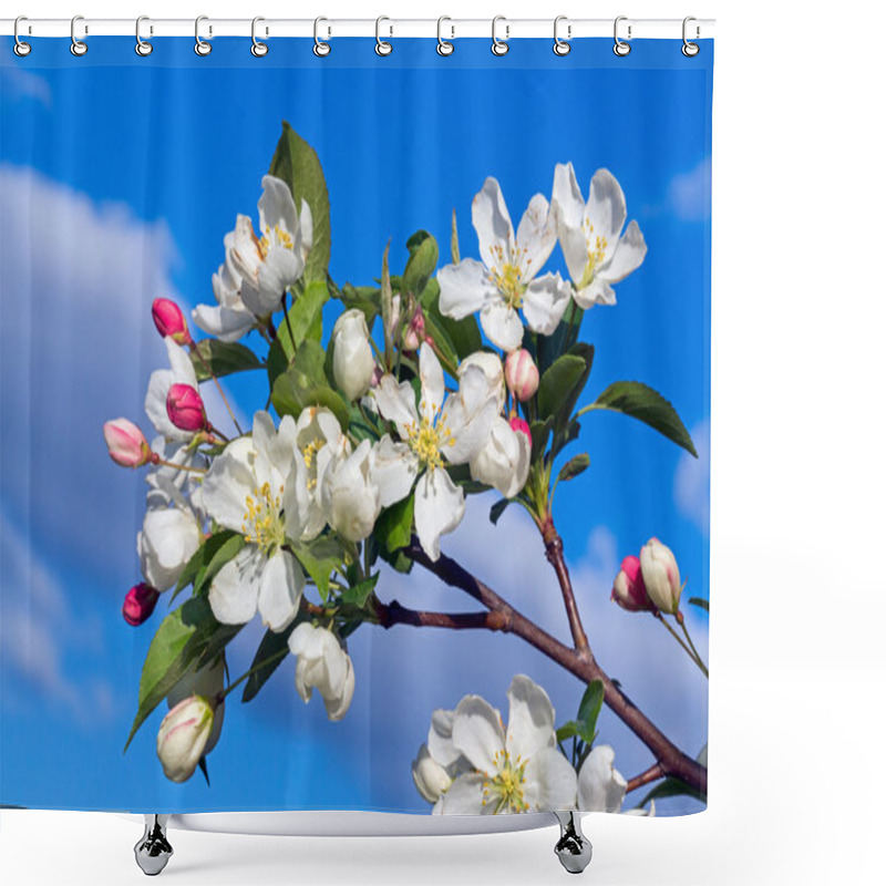 Personality  Flowering Crab Apple Blossom Shower Curtains