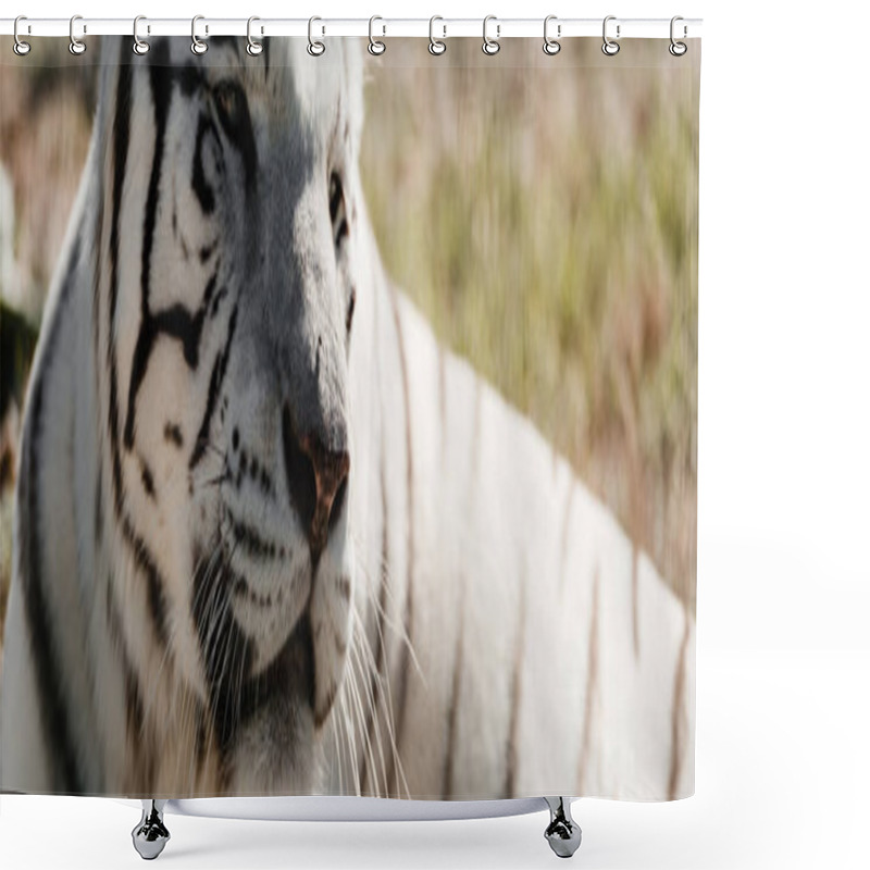 Personality  Panoramic Shot Of White Tiger Lying Outside In Zoo  Shower Curtains