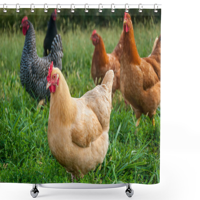 Personality  Some Roaming Chickens Shower Curtains