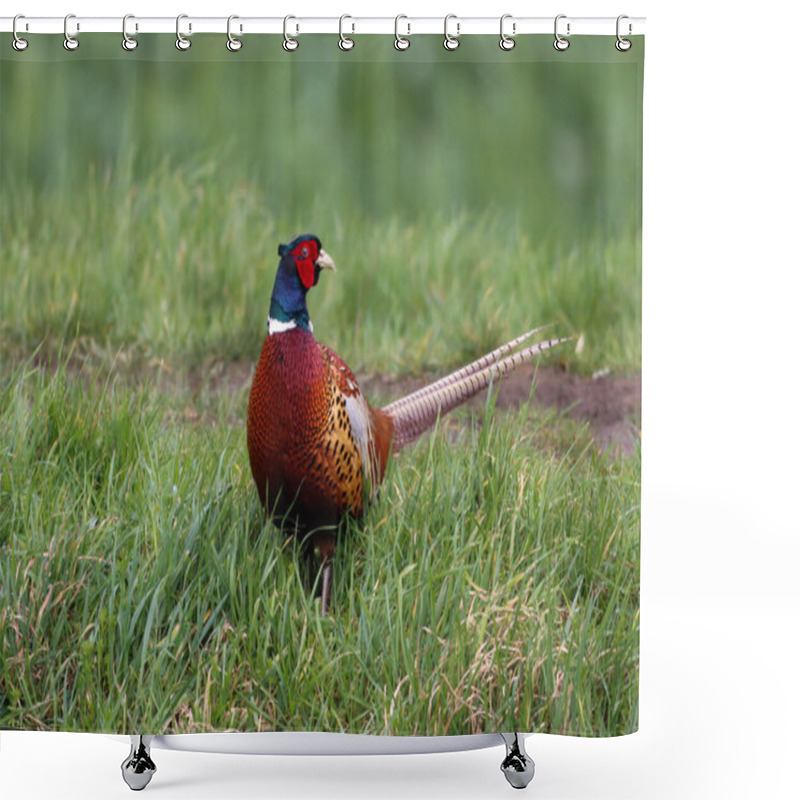 Personality  A Pheasant At The Edge Of A Canal Looking For Food Shower Curtains