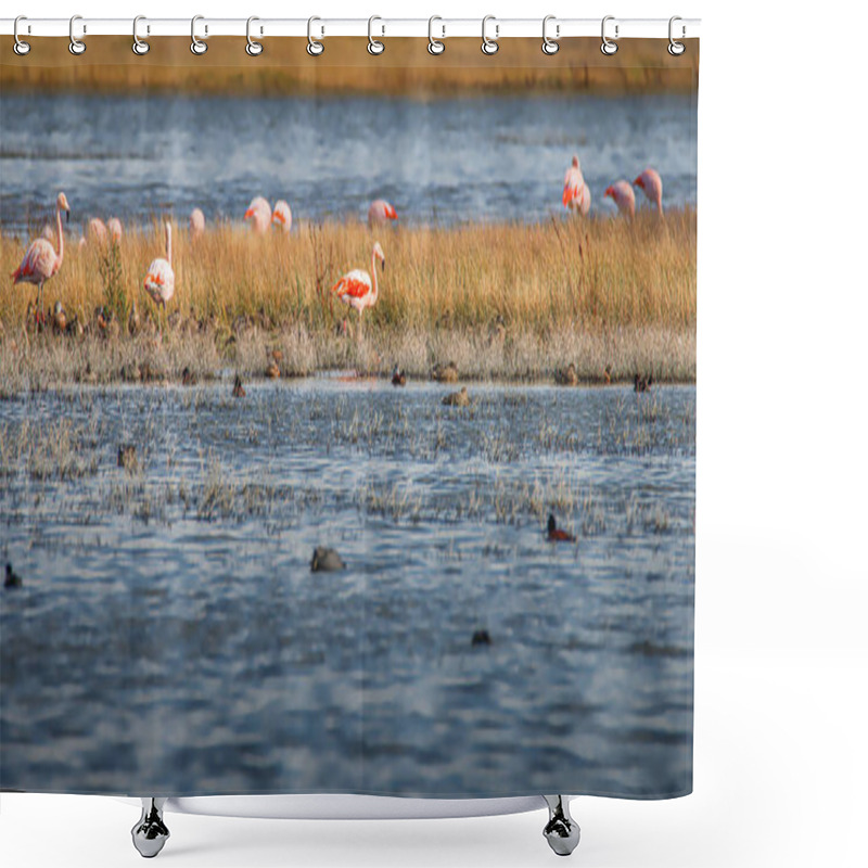 Personality  Colony Of Rosy Flamingos Near Calafate Town, At The Nimez Bird R Shower Curtains