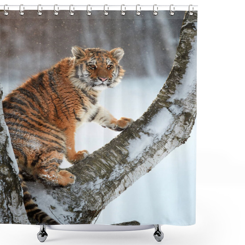 Personality  Vertical Photo Of Siberian Tiger, Panthera Tigris Altaica, Young Male Sitting On Birch Tree In Winter, Snowflakes Backlighted By Early Morning Sun. Freezing Cold, Taiga Environment.  Shower Curtains