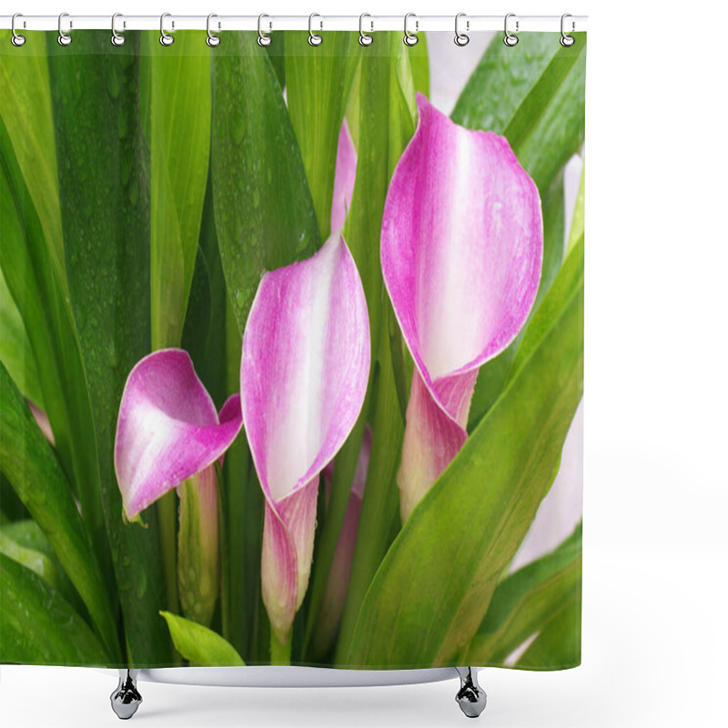 Personality  Calla Flowers Perennial Flowers Calla Remanna Flowers Pink Shades Close-up Macro Photography Bud Bouquet Shower Curtains