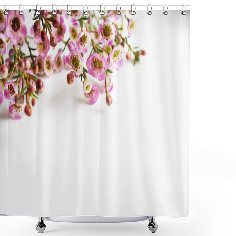 Personality  Australian Native Wild Flower Pastel Pink Geraldton Wax Chameleucium Uncinatum Isolated On White Background, Violet Floral Background, Wedding Decoration, Springtime, Botany Shower Curtains