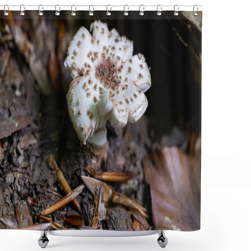 Personality  White Mushroom With Unique Textured Cap Shower Curtains