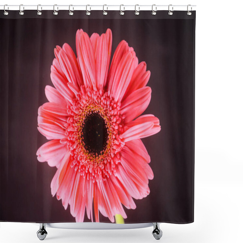 Personality  A Very Beautiful Photo Of A Cute Pink Gerbera Flower Taken From Closeup Shower Curtains