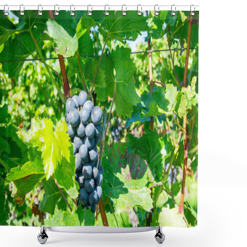 Personality  Big Bunche Of Red Wine Grapes In Sunny Weather On The Vineyard. Summer Harvest For Nature Background. Shower Curtains