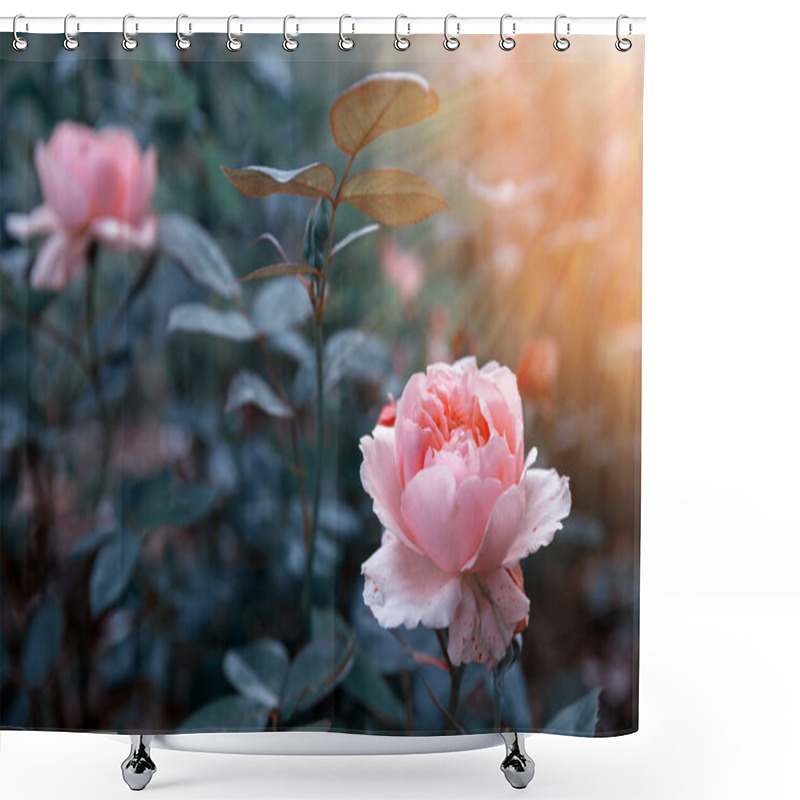 Personality  Tender Pink Rose In The Garden Against A Background Of Dark Leaves, Toned Effect. Shower Curtains