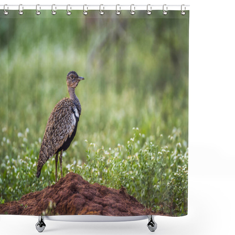 Personality  Red Crested Bustard In Kruger National Park, South Africa Shower Curtains