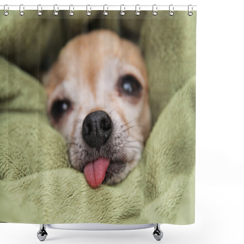 Personality  Chihuahua In Blanket With Tongue Out Shower Curtains