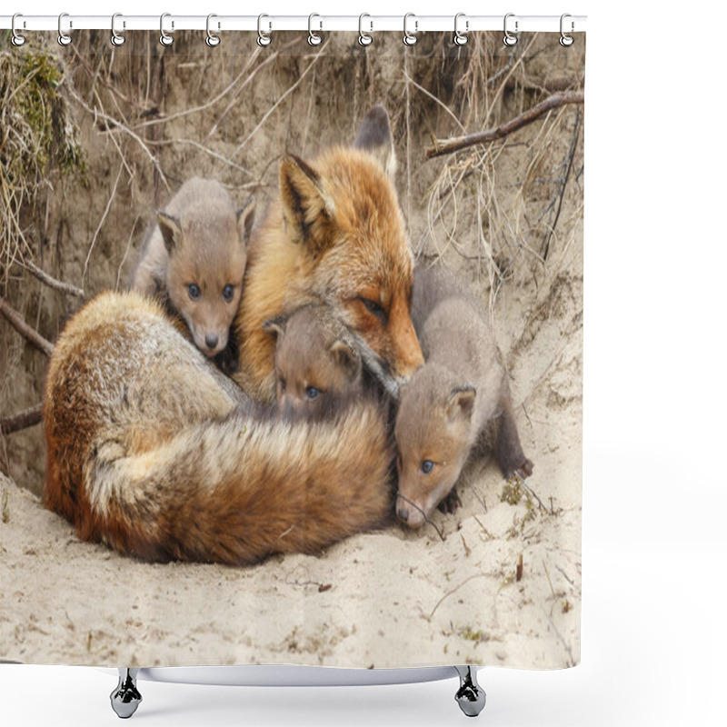 Personality  Mother Fox Resting Near Burrow With Her Cubs Shower Curtains