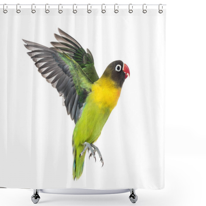 Personality  Yellow-collared Lovebird Flying, Isolated On White Shower Curtains