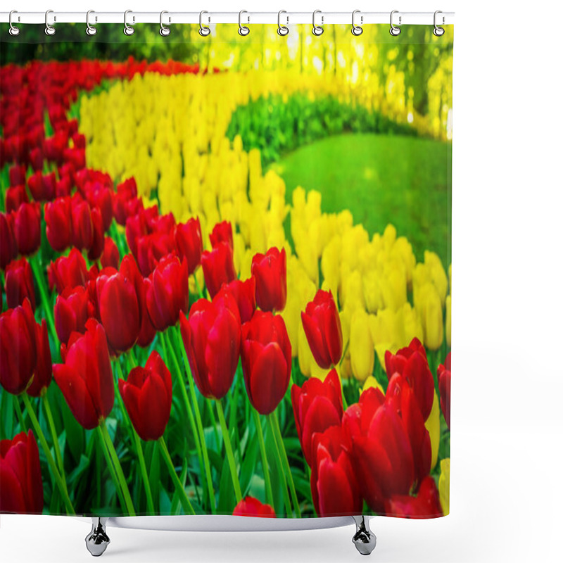 Personality  Rows Of Tulip Flowers Shower Curtains