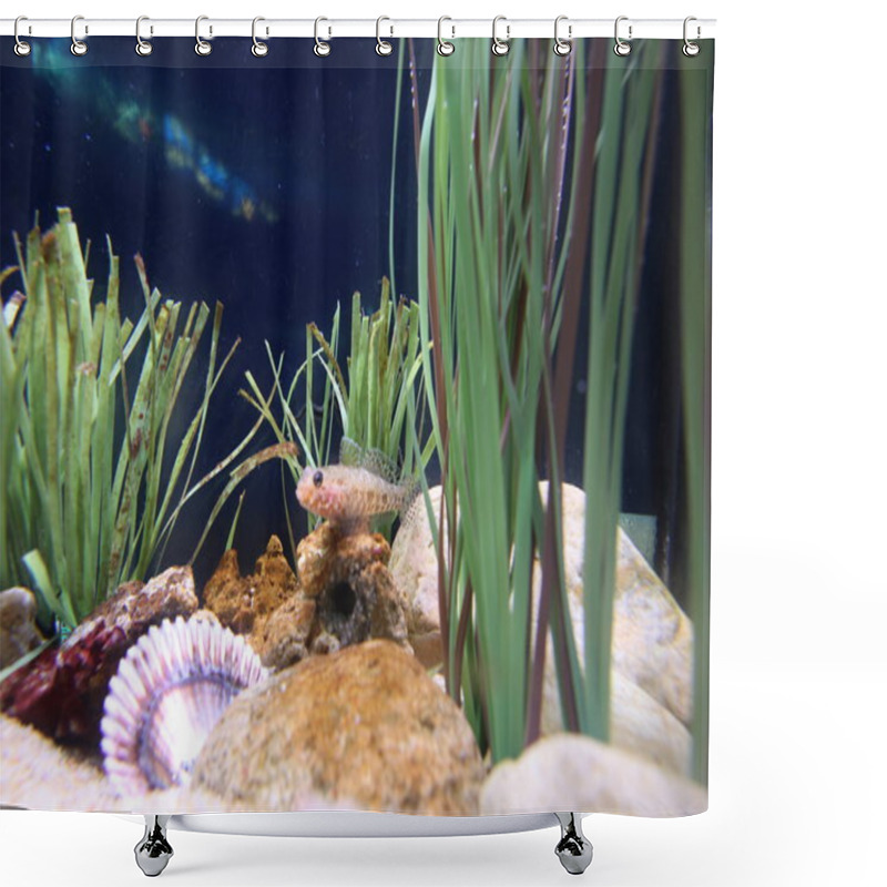 Personality  Corals In Aquarium Shower Curtains