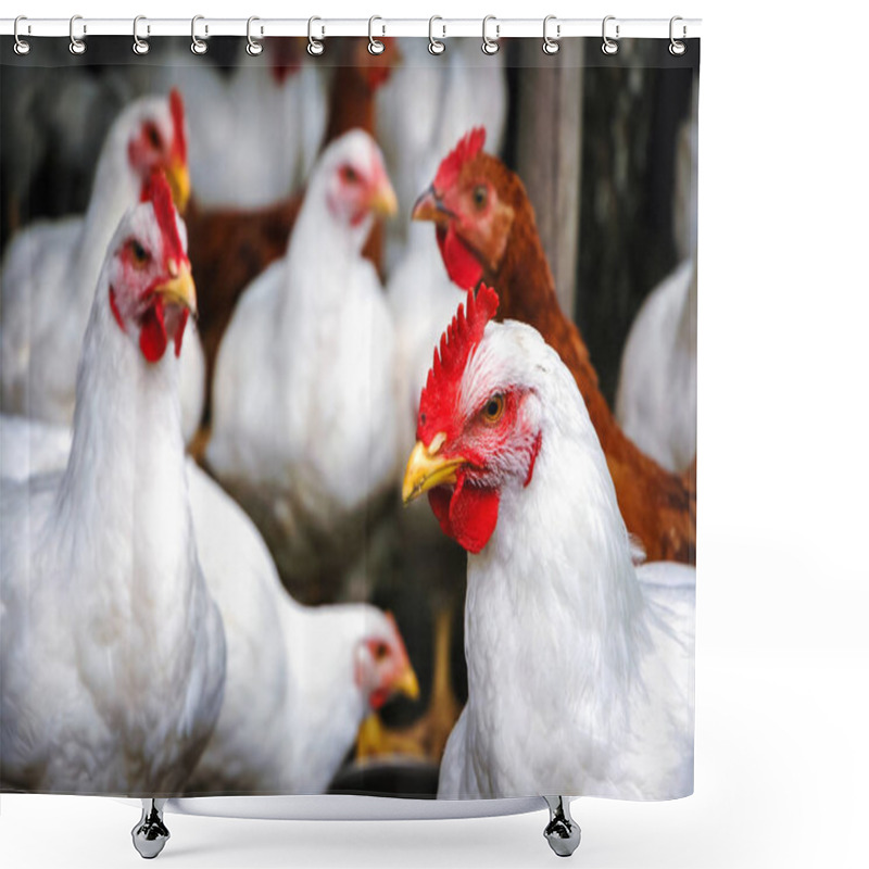 Personality  Chickens In Poland Shower Curtains