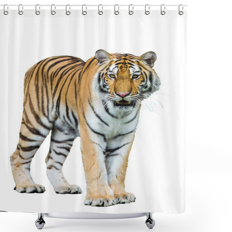 Personality  Tiger Isolated On White With Clipping Path Shower Curtains