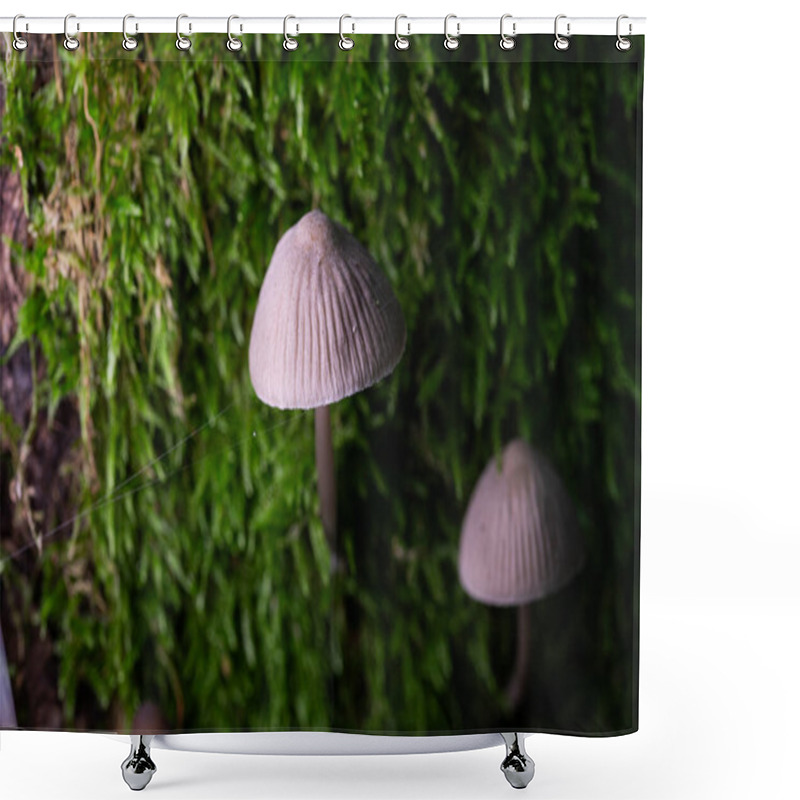 Personality  Delicate Mushrooms Emerging From Moss In A Shaded Forest Environment Shower Curtains