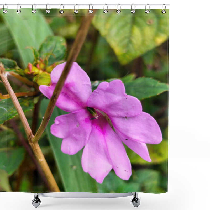 Personality  Photo Of Impatiens Walleriana, Also Known As Busy Lizzie Location Limbangan, Central Java, Indonesia. Impatiens Flowers That Grow On Lakeside Shrubs. Shower Curtains