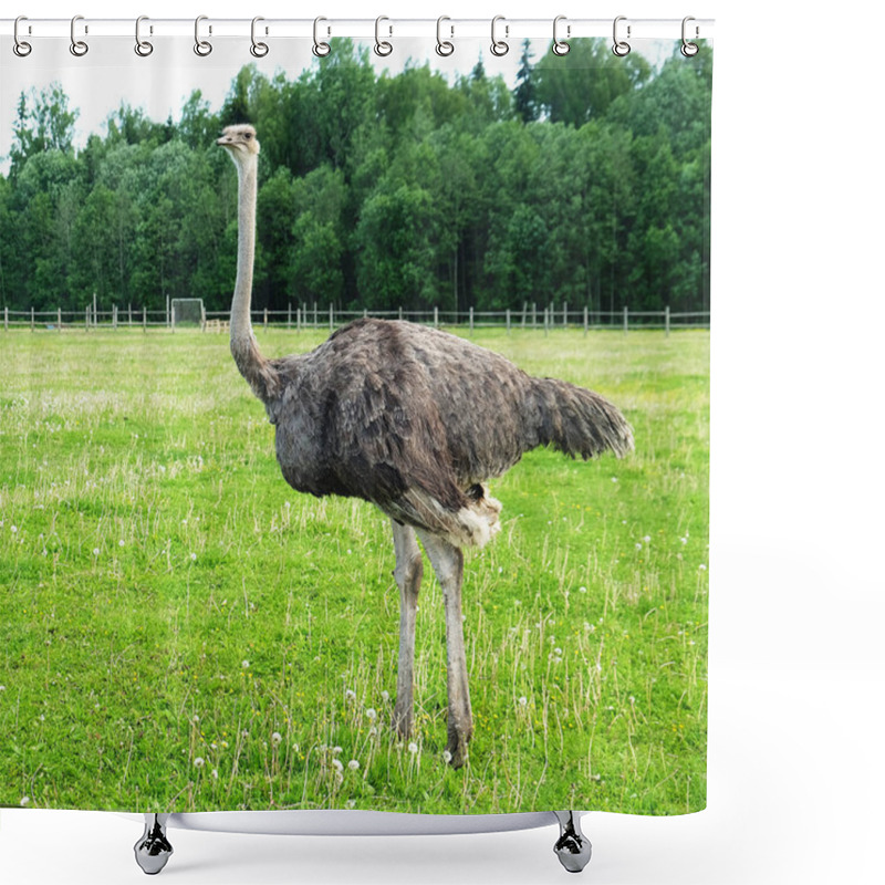 Personality  Ostrich On Grass, Summer Time Shower Curtains