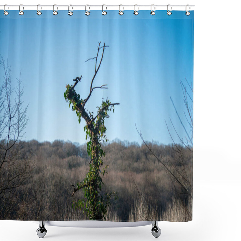 Personality  A Tree Tip With A Y Shape Adorned In Lush Ivy, Adding An Enchanting Touch To The Serene Ambiance Of The Forest. Shower Curtains