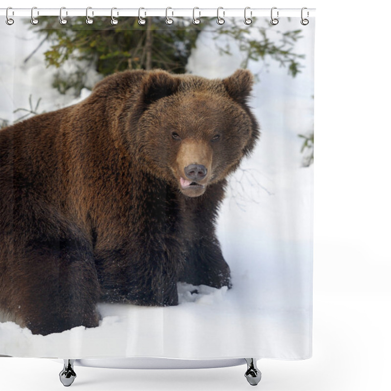 Personality  Bear In Winter Shower Curtains