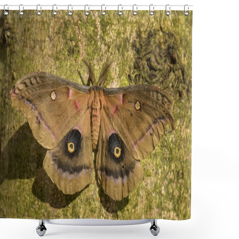 Personality  Polyphemus Moth - Antheraea Polyphemus,  Beautiful Large American Moth. Shower Curtains