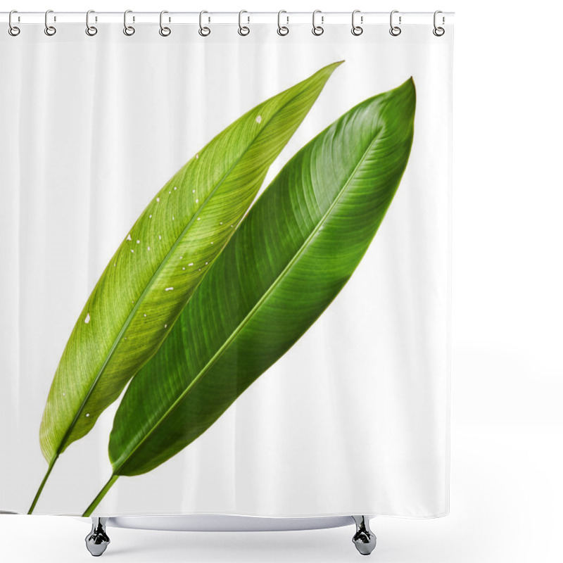 Personality  Strelitzia Reginae, Heliconia, Bird Of Paradise Foliage Isolated On White Background, With Clipping Path Shower Curtains