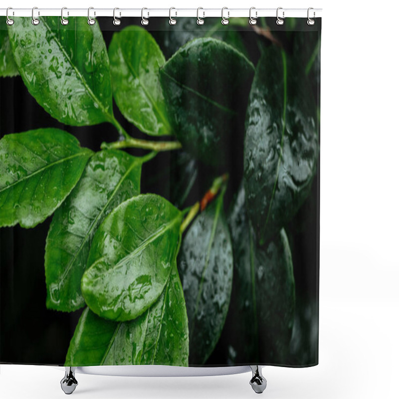 Personality  Close Up View Of Wet Dark And Light Green Natural Leaves On Tree Branches Shower Curtains