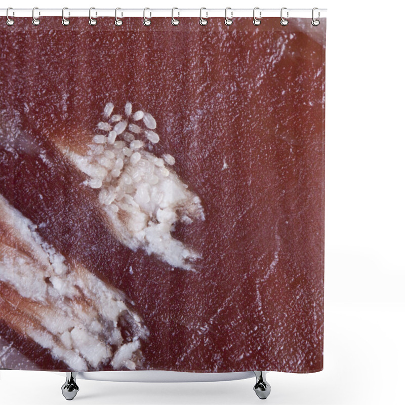 Personality  Ham Mite Shower Curtains