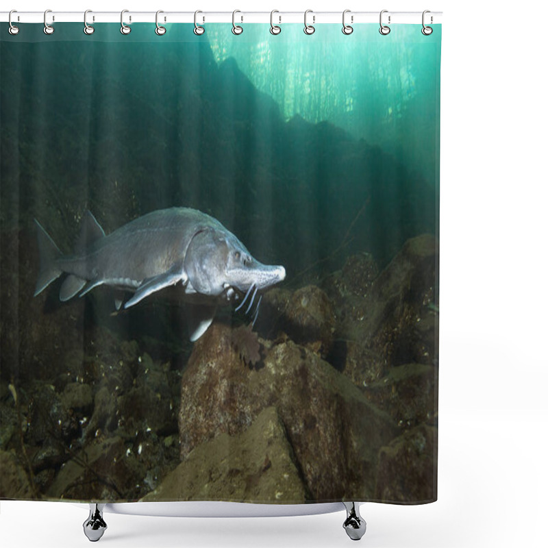 Personality  Freshwater Fish Siberian Sturgeon, Acipenser Baeri In The Beautiful Clean River. Underwater Photography Of Swimming Sturgeon In The Nature. Wild Life Animal. River Habitat , Nice Background. Live In The Lake.  Shower Curtains