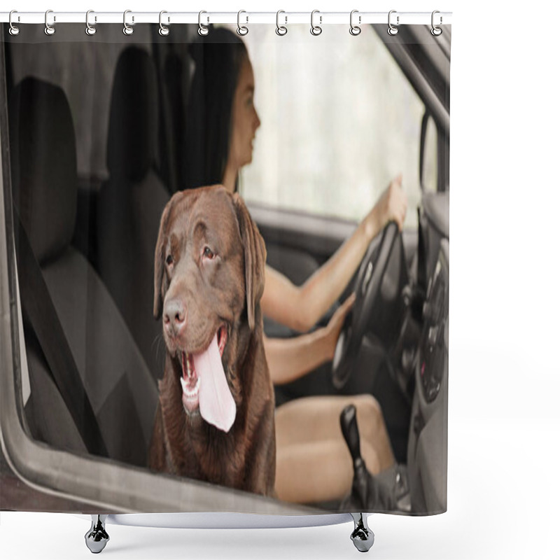 Personality  Funny Chocolate Labrador Retriever Dog And Young Woman In Modern Car Shower Curtains