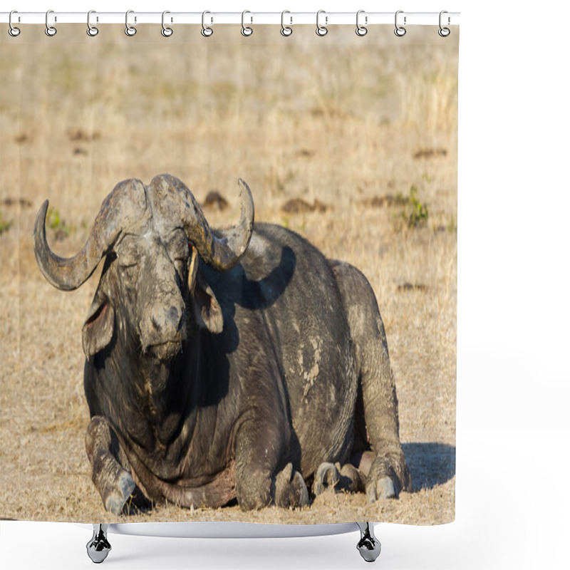 Personality  Tired Cape Buffalo Bull Rolling In Water Pond To Cool Down Shower Curtains