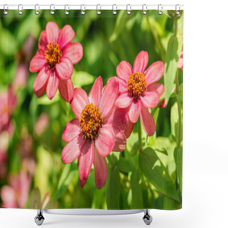 Personality  Zinnia Flower With Natural Background, Thailand. Shower Curtains