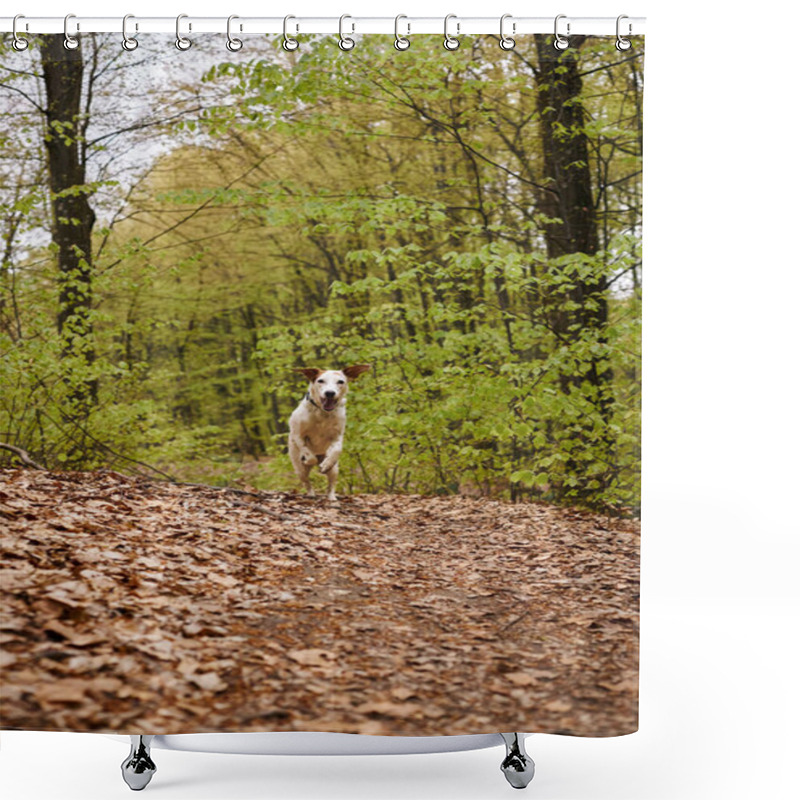 Personality  Image Of Active White Dog Running In Forest. Nature Photo Of Pet Having Fun In Woods With Leaves Shower Curtains