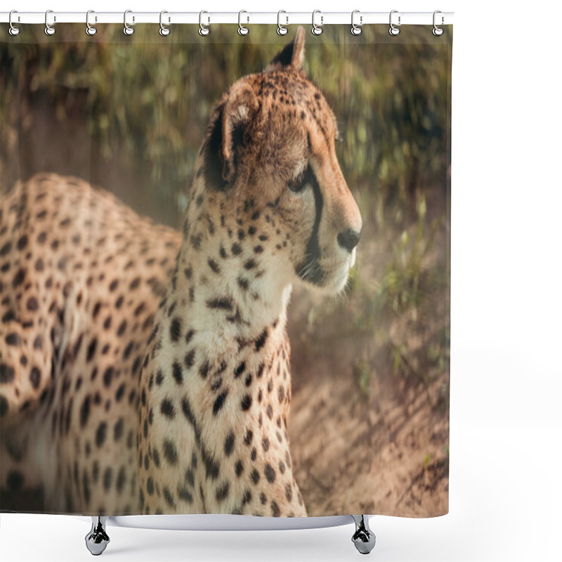 Personality  Close Up View Of Beautiful Cheetah Animal Looking Away At Zoo Shower Curtains