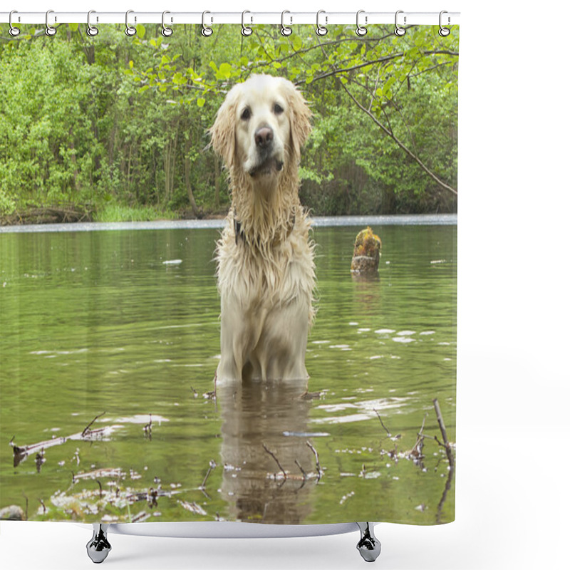 Personality  Golden Retriever Playing In The Water Shower Curtains