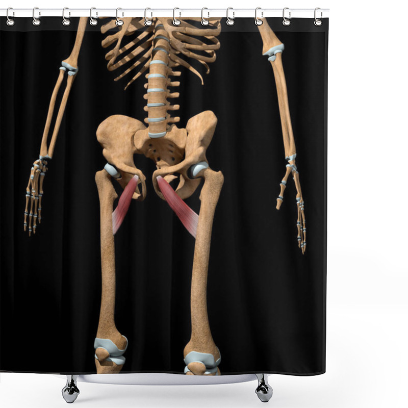 Personality  This 3d Illustration Shows The Adductor Brevis Muscles On Skeleton Shower Curtains