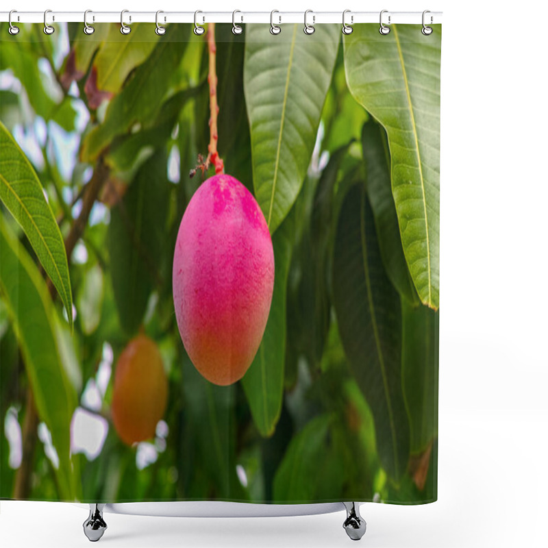 Personality  Tropical Mango Tree With Big Ripe Mango Fruits Growing In Orchard On Gran Canaria Island, Spain, Cultivation Of Mango Fruits On Plantation. Shower Curtains