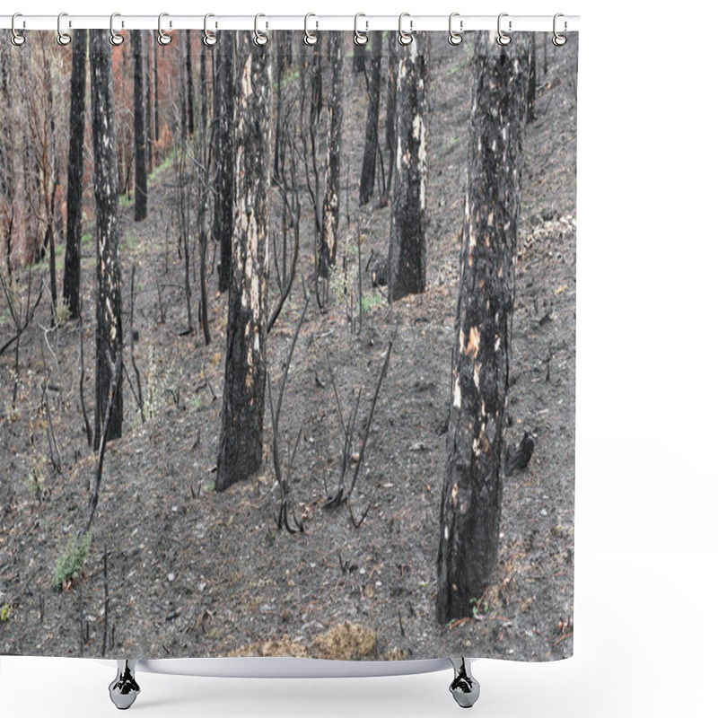 Personality  A Close-up View Of Charred Trees In A Forest In Legarda, Navarra, Spain, Showcasing The Aftermath Of A Wildfire. Shower Curtains