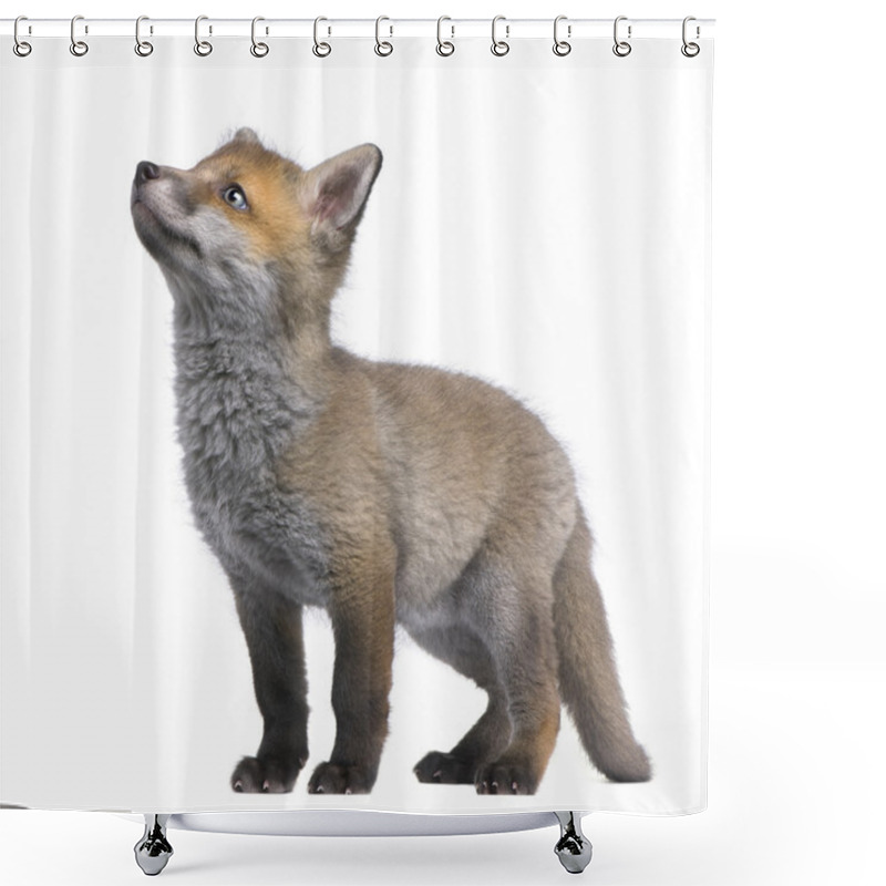 Personality  Red Fox Cub Looking Up (6 Weeks Old)- Vulpes Vulpes Shower Curtains