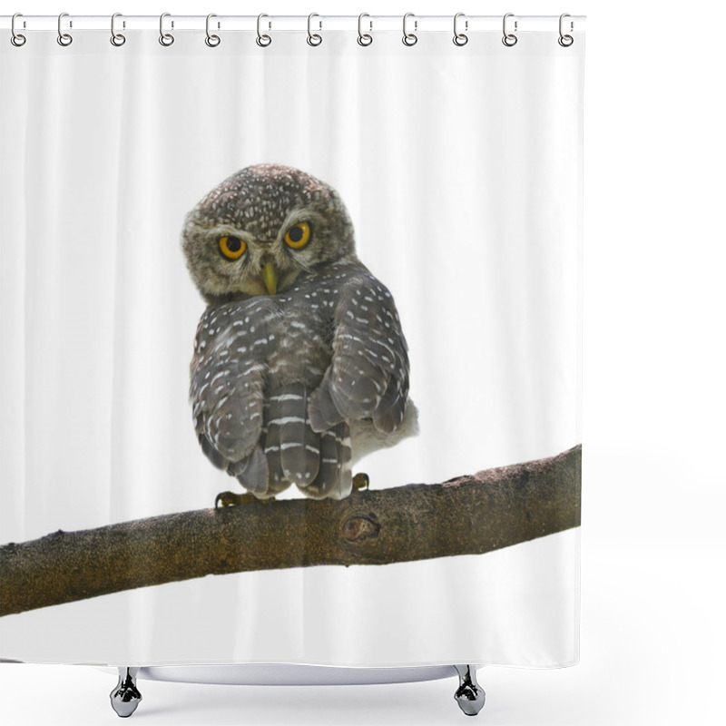 Personality  Spotted Owlet Shower Curtains